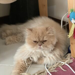 گربه‌‌ی پرشین گم شده در شهرک غرب