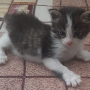 واگذاری گربه شیر خوار ، ده روزه
