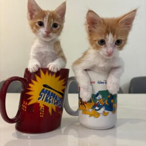 وروجک های شیطون و‌دوست داشتنی