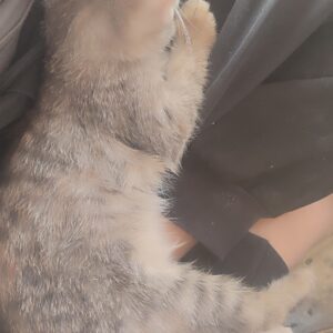 واگذاری توله گربه ,dsh
