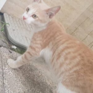 واگذاری گربه نر سه ماهه