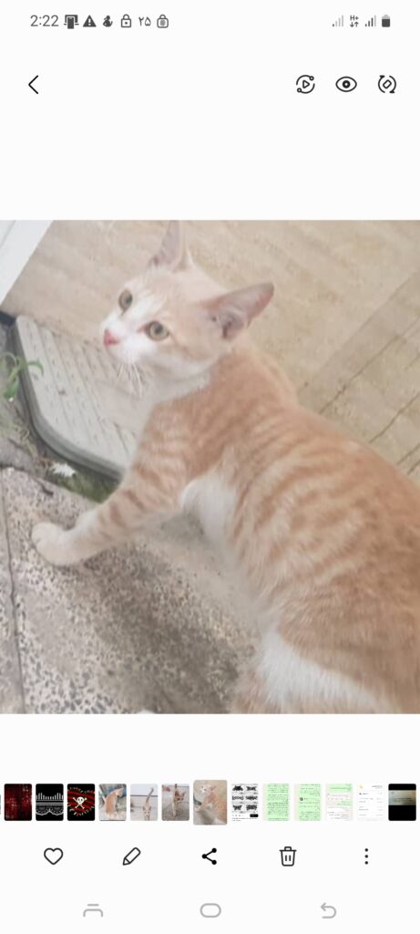 واگذاری گربه نر سه ماهه