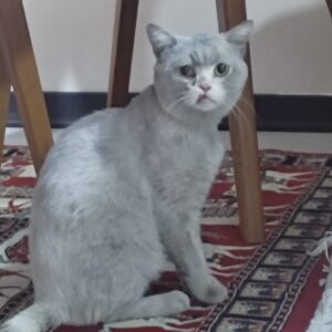 پیدا شدن گربه خانگی