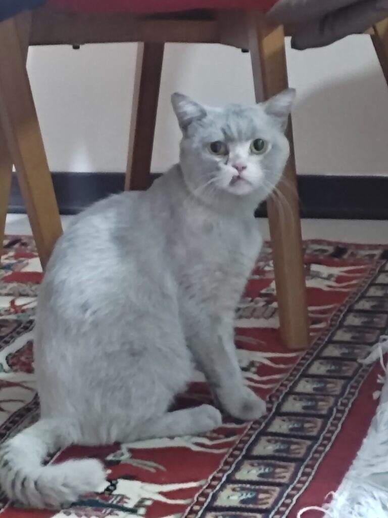 پیدا شدن گربه خانگی