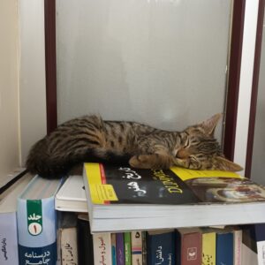 وروجک گربه مهربان