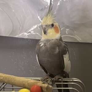 عروس هلندی نر پیدا شده