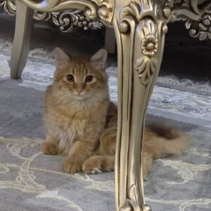 واگذاری گربه