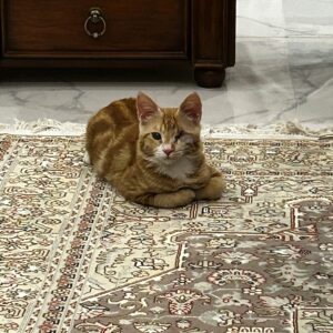 گربه نر ۴ ماهه