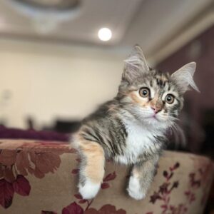 گربه DLH