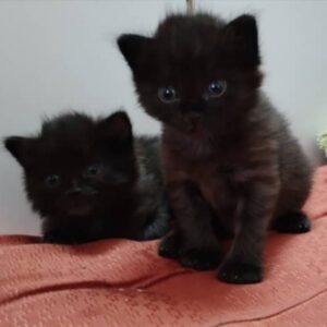 واگذاری دوتا بچه گربه مشکی