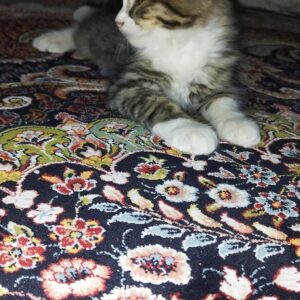 واگذاری رایگان بچه گربه های زیبا