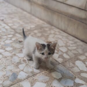 واگذاری بچه گربه های ۲۰ روزه