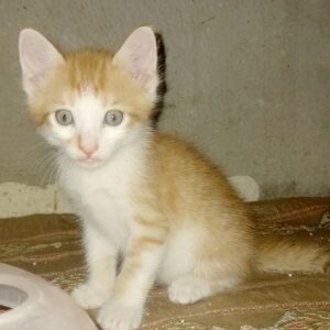 واگذاری بچه گربه