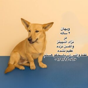 پسر سه ساله اشپیتز