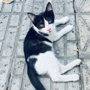 تاکسیدو ۴ ماهه زیبا