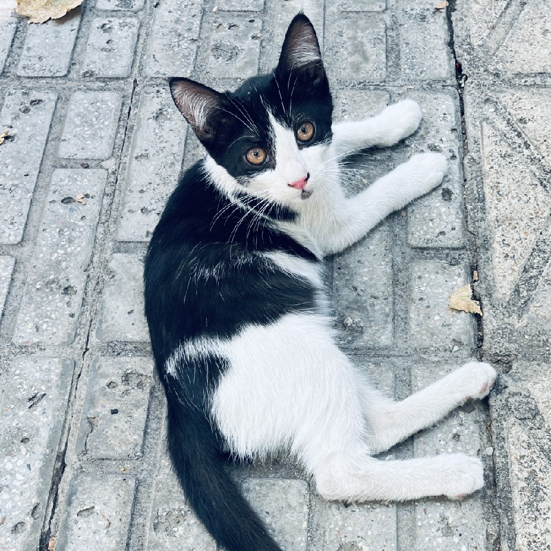 تاکسیدو ۴ ماهه زیبا