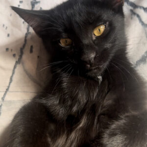 گربه نر DSH black