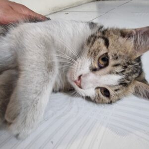 واگذاری گربه ۳ماهه نر