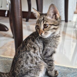 واگذاری رایگان گربه DSH
