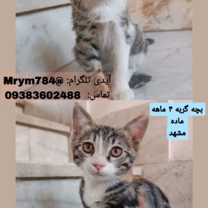 بچه‌گربه ۴ ماهه