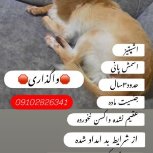 سگ اشپیتز