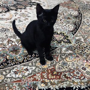 واگذاری بچه گربه سیاه واکسینه شده