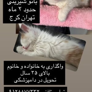 شیرینی