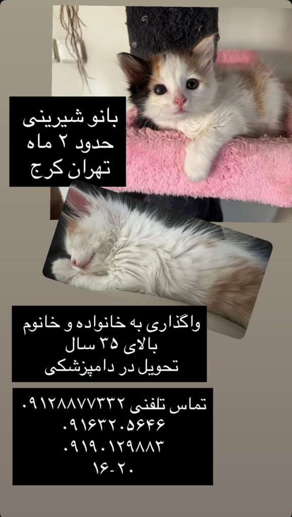 شیرینی