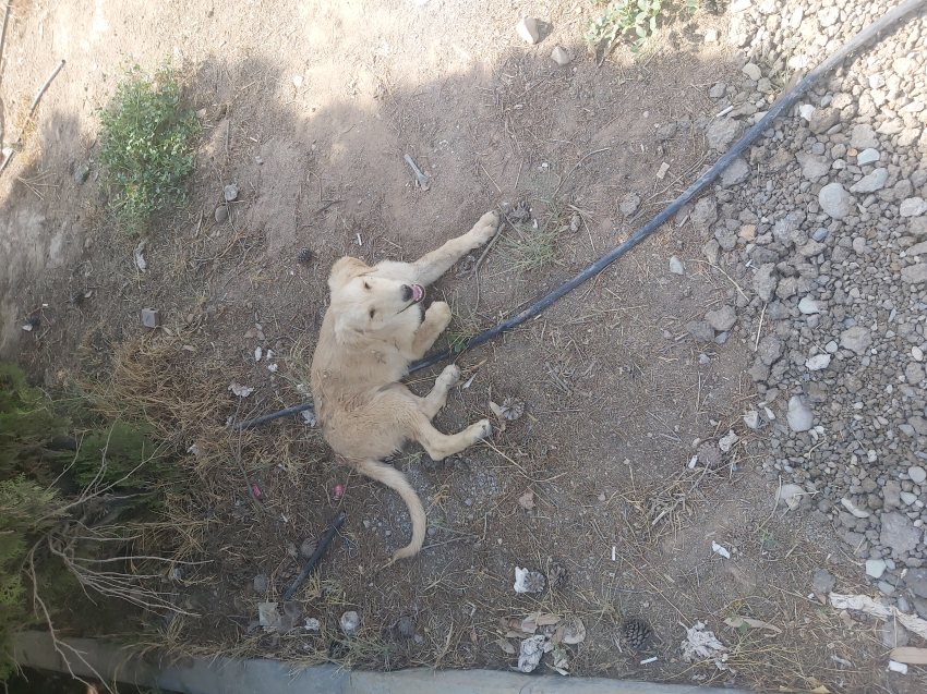 واگذاری توله سگ ۶ ماهه