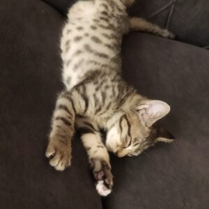واگذاری بچه گربه 3 ماهه