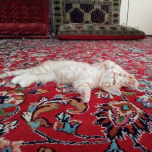 واگذاری آقا نارنگی شیطون و دوست‌داشتنی