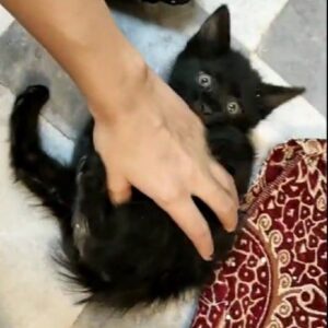 ذغال 🖤