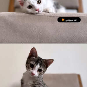 سوشی و چیکو