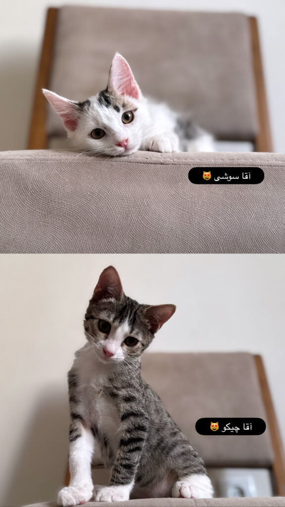 سوشی و چیکو