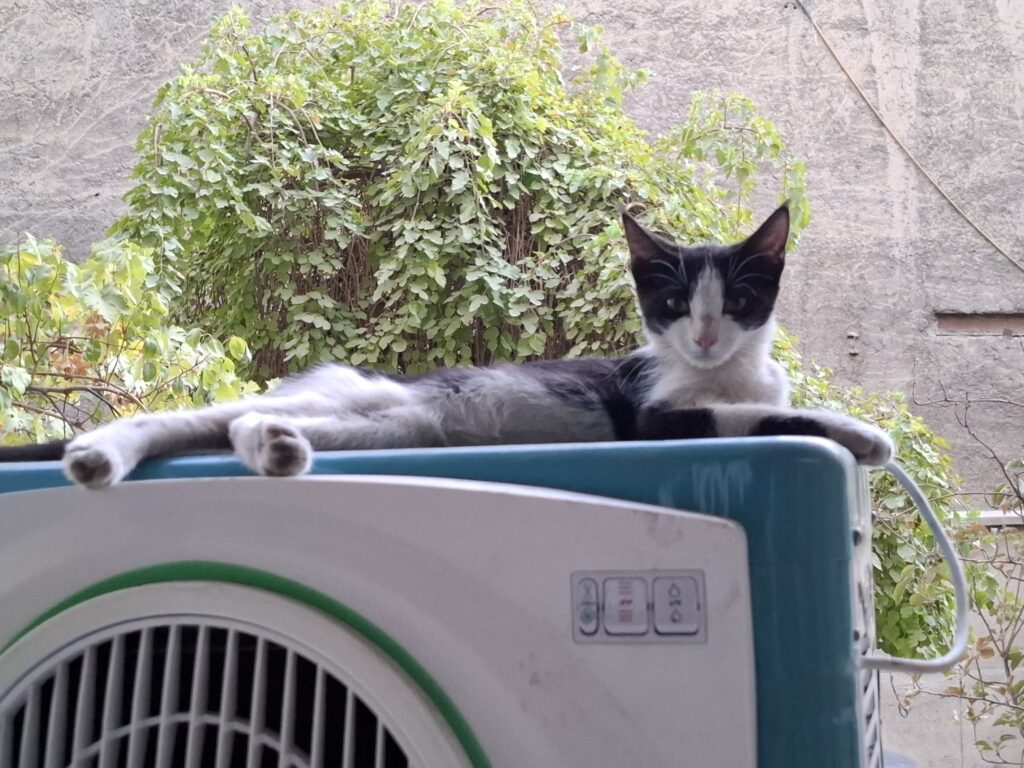 بچه گربه‌ی مهربون ۴ ماهه