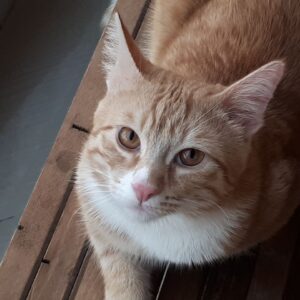 واگذاری رایگان دو گربه