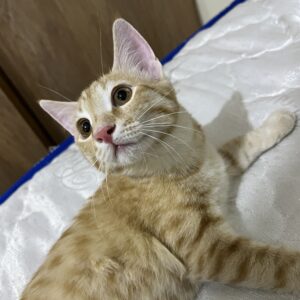 پسر خرخری مهربون ۳ ماهه