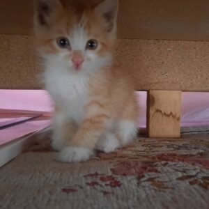 گربه نارنجی دختر