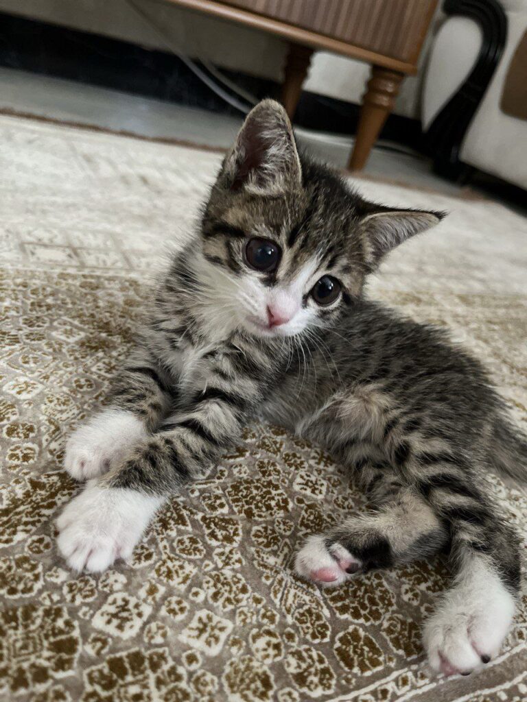 بچه گربه