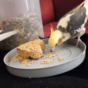 هروس هلندی گم شده