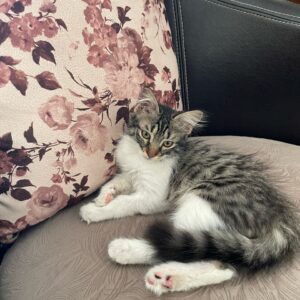 بچه گربه ماده ۲ماه و‌نیمه