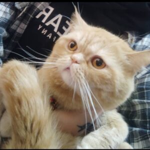 گربه بریتیش ماده