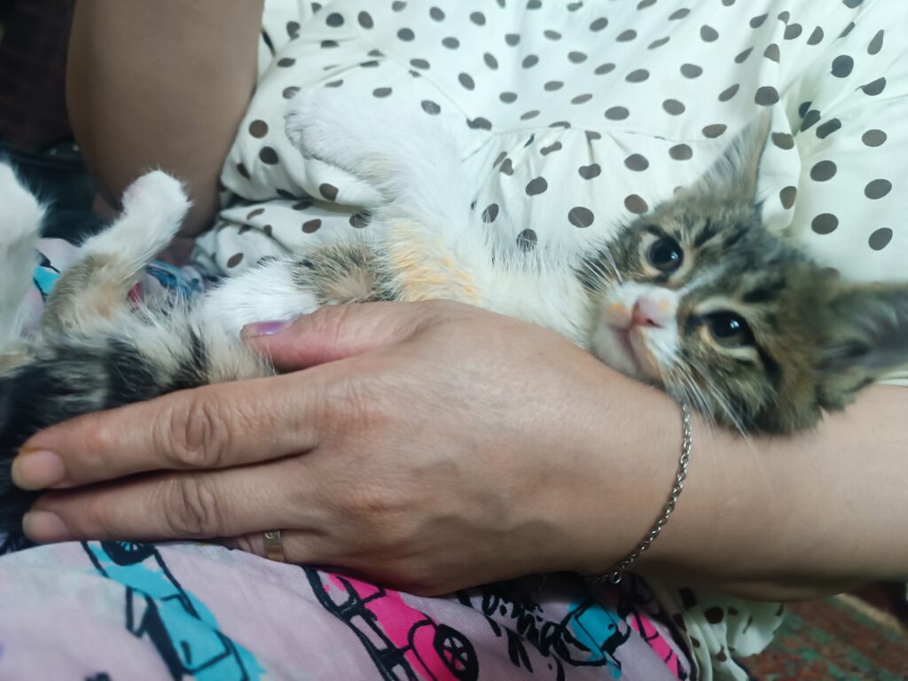 بچه گربه