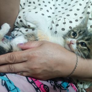 بچه گربه