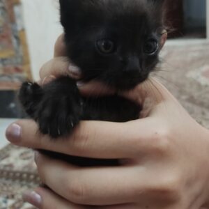 واگذاری رایگان بچه گربه دوماهه
