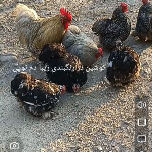 مرغ و خروس های زینتی با کیفیت بالا
