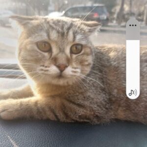 بریتش مهربون پرانرژی