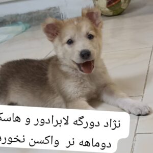واگذاری سگ دو رگه هاسکی و لابرادور دو ماهه رهیگان