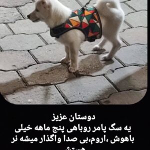 پامرین روباهی