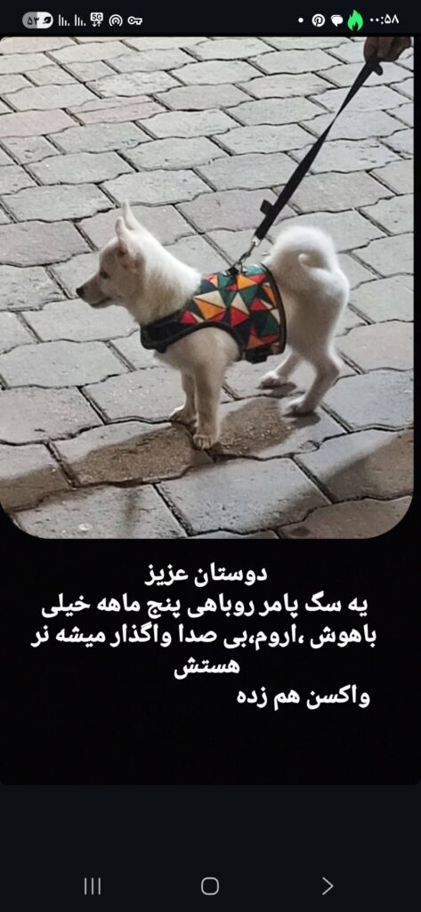 پامرین روباهی